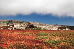 Bodega Bay coastline-3310-2